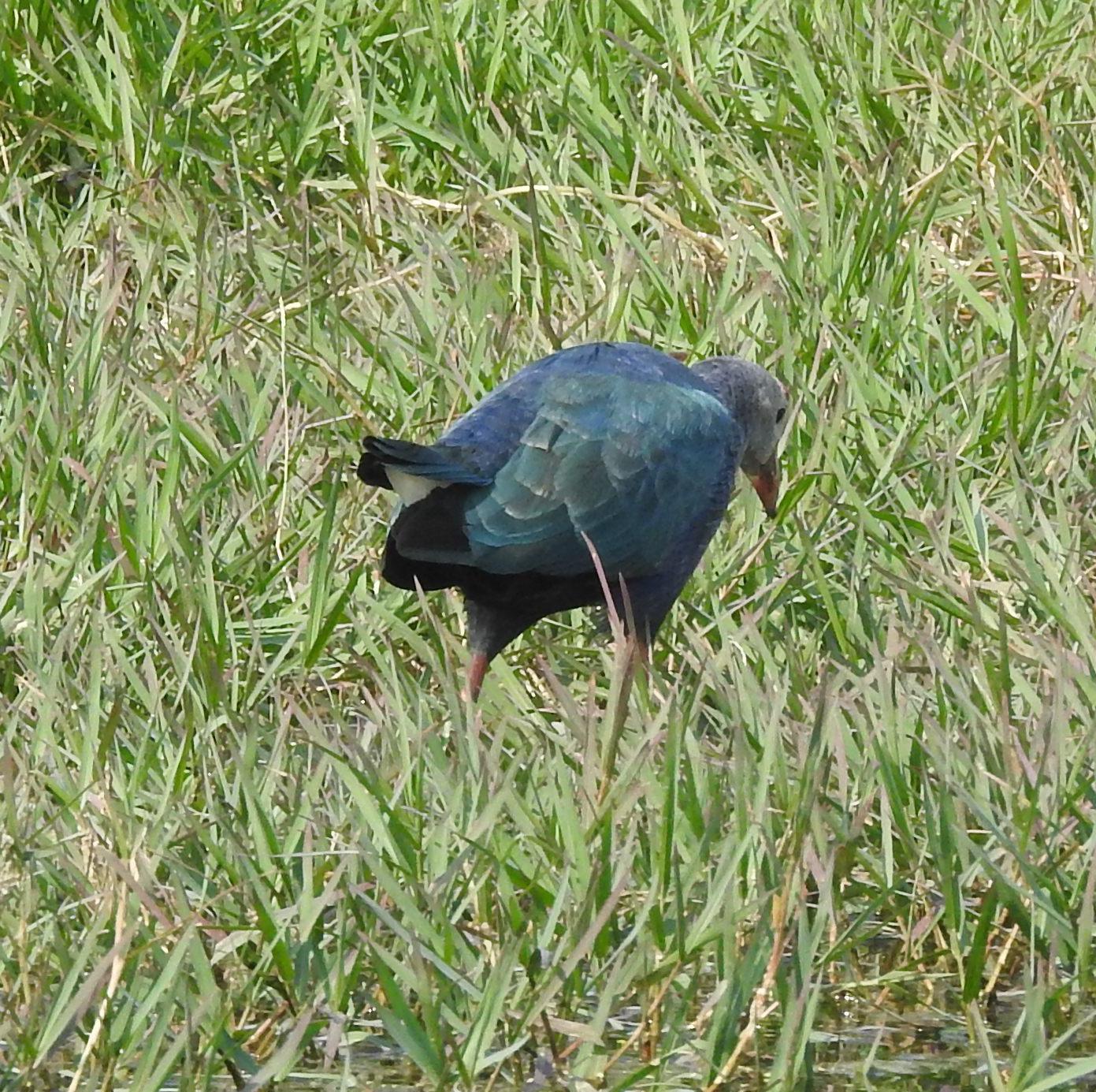 Swamphen Purple (4) Coming Soon